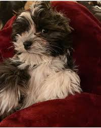 Our puppies are spoken for well in advance so we encourage interested families to contact us to arrange for a visit. Havanese Puppies For Sale Near Denver Co Wildflower Havanese Colorado Wildflower Havanese