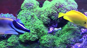 Green Hair Algae And Fluconazole Update After One Week Saltwater Tank Youtube