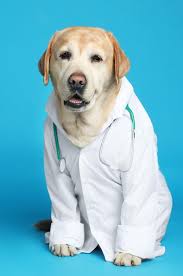 Check spelling or type a new query. Service Dog Training Online Service Dog Training Legend S Heroes Service Dog Training Program