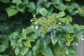 Hydrangeas are easy to grow either in planting beds or in large pots. Climbing Hydrangea Plant Care Growing Guide