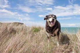 Maybe you would like to learn more about one of these? Stem Cell Therapy In San Diego Ca Turquoise Animal Hospital