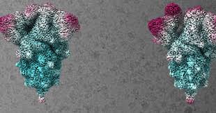 Pharmaceuticals company johnson & johnson say that its single shot coronavirus vaccine, which is being developed in leiden by janssen vaccines, offers 66% protection to a variety of forms of covid. How Necen Helped Develop The Johnson Johnson Covid 19 Vaccine Leiden University