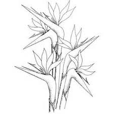 Simple Bird Of Paradise Drawing Th 300 300 Flower Line Drawings Bird Drawings Drawings