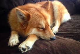 Mya The Pomsky Dog Is A Pomeranian Husky Mix And She Looks Just Like A Little Fox Metro News