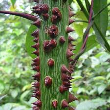 Image result for Sebaea pentandra