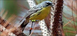 Usfws Questions And Answers About The Kirtland S Warbler Delisting Proposal