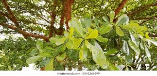Image result for Terminalia neotaliala