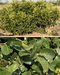 Image result for Afrocanthium mundianum