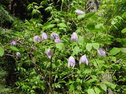 Image result for Clematis uhehensis