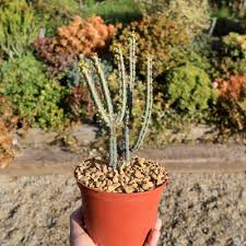 Image result for Euphorbia davyi