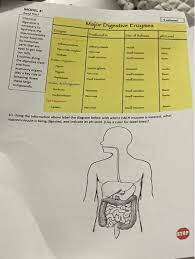 Solved Pogil Activity On The Digestive System Let S Go Chegg Com