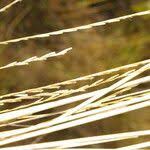 Image result for Trachypogon