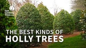 This pest feeds on an extensive variety of economically important plants, ranging from grapes and fruit crops to hardwood trees. Evergreen Trees Everything You Ever Wanted To Know Fastgrowingtrees Com