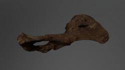 From 3.5 to 4 million years ago. Australopithecus Afarensis 3d Models Stlfinder