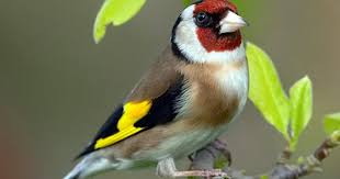 Black Bird With Red And Yellow Patch Goldfinch Waveney Wildlife Goldfinch Beautiful Birds Colorful Birds