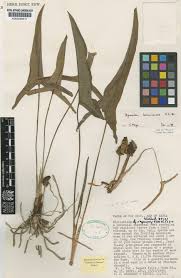 Image result for Stylochaeton puberulus