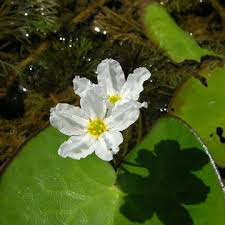 Image result for Nymphoides senegalensis