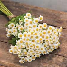 Image result for Matricaria