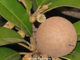 Fresh, ripe, raw mamey is delicious. Sapodilla Sapota Chiku Chikoo Tree Fruit Trees