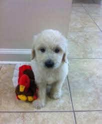 Don't miss what's happening in your neighborhood. English Medium Goldendoodle Puppies For Sale In Savannah Georgia Classified Americanlisted Com