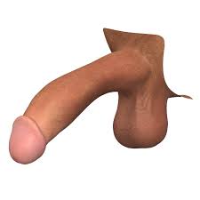 Photorealistic Male Penis 3D Model in Anatomy 3DExport
