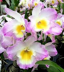 Orchid Dendrobium Nobile Den Kumiko Dream Lady Etsy Dendrobium Nobile Orchids Orchid Nursery