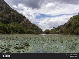 It covers an area of 196 square kilometres (76 square miles) of khuan don and mueang satun. Lotus Pond Thale Ban Image Photo Free Trial Bigstock