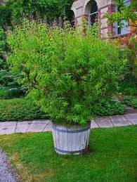 Oil of lemon verbena is an ingredient of perfumes, colognes, and soaps. 83 Lemon Verbena Ideas Lemon Verbena Verbena Lemon