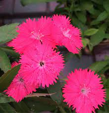 This plant is becoming less common. Consumers Segmented Over Edible Flowers Greenhouse Canada