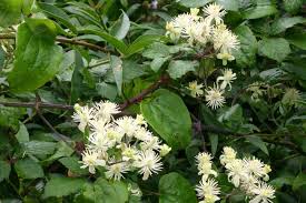 Check spelling or type a new query. Clematis Vitalba
