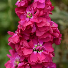 A supply of a particular type of thing that a shop has available to sell we have a huge stock of quality carpets on sale. Column Stock Rose Pink Matthiola
