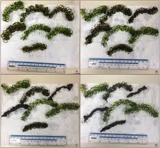 Image result for Lagarosiphon major