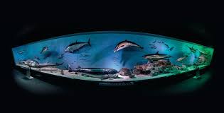 Marea neagră este o mare din bazinul atlantic planetar, care este situată între europa și asia, care se învecinează cu rusia, ucraina, românia, bulgaria, turcia și georgia. Foca Din Marea NeagrÄƒ Muzeul NaÈ›ional De Istorie NaturalÄƒ Grigore Antipa