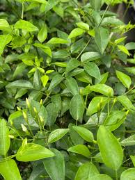 Image result for Jasminum meyeri-johannis