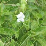 Image result for Asystasia intrusa