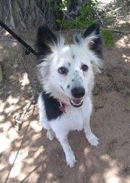 Your gift of $75 can provide a microchip and all vaccinations for one dog or cat. Adopt Trixie On Petfinder Dog Adoption Pet Adoption Animal Lover