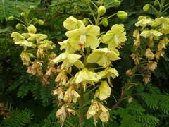 Image result for Radinosiphon leptostachya