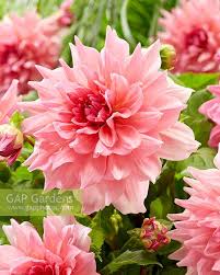 These gorgeous 10 coral pink blooms that are on a strong 4' plant. Dahlia Otto S Thrill Stock Photo By Visions Image 0990940