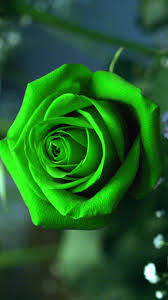 Green Rose Mobile Wallpaper Best Hd Wallpapers Rose Wallpaper Green Rose Beautiful Flowers Wallpapers