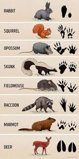 Once you know which animals are at risk, let others in your area know about it. 400 Backyard Animals Ideas In 2020 Animals Animals Wild Animals Beautiful