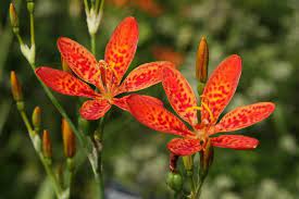 The crown jewel of summer & fall gardens: Blackberry Lily Seed Belamcanda Chinensis Freckle Face Blackberry Lily Flower Seed Caribbeangardenseed