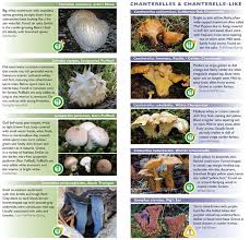 wild mushroom identification charts bit smaller than