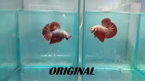 Besgel.mp3 free download, listen besgel and download besgel for free now. Ikan Cupang Plakat Besgel Vs Plakat Besgel Youtube