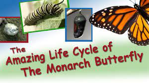 Amazing Life Cycle Of The Monarch Butterfly Youtube