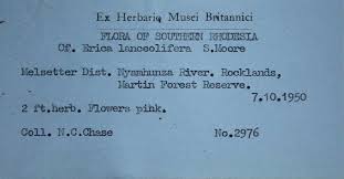 Image result for Erica lanceolifera