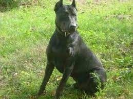 29 Canis Panther Ideas Canis Beautiful Dogs Dog Breeds