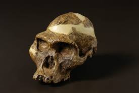 Learn how to say australopithecus afarensis with emmasaying free pronunciation tutorials.definition and meaning can be found here. Australopithecus Africanus The Australian Museum