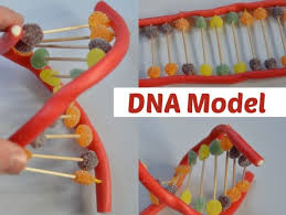 candy dna model edible science experiment biology for kids dna model dna activities