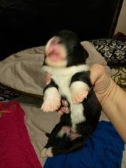 Cowboy corgi puppies for sale in colorado. Puppyfinder Com Cowboy Corgi Puppies Puppies For Sale Near Me In Colorado Usa Page 1 Displays 10