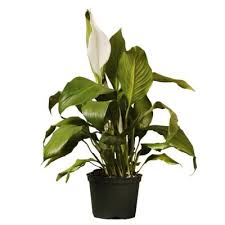 We did not find results for: Peace Lily Indoor Plants Garden Center The Home Depot
